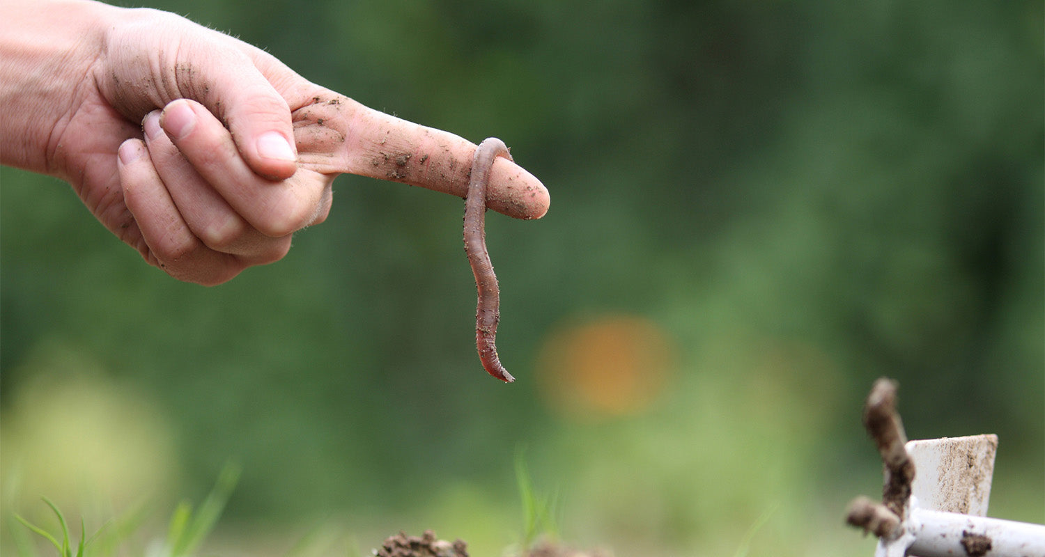 Lebend - Garantie für Würmer