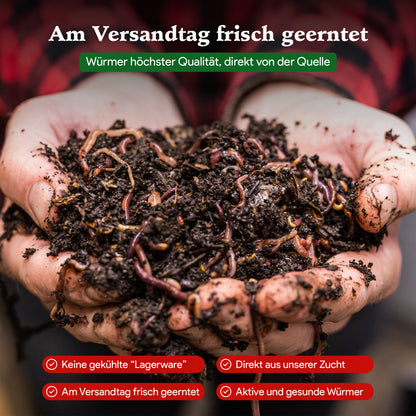 Kompostwürmer - Eisenia Mix