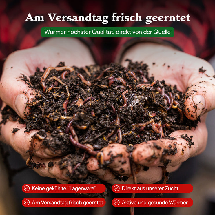 Gartenwürmer - Eisenia Mix