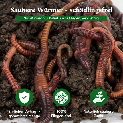 Futterwürmer - Dendrobena (mit Größen - Auswahl)