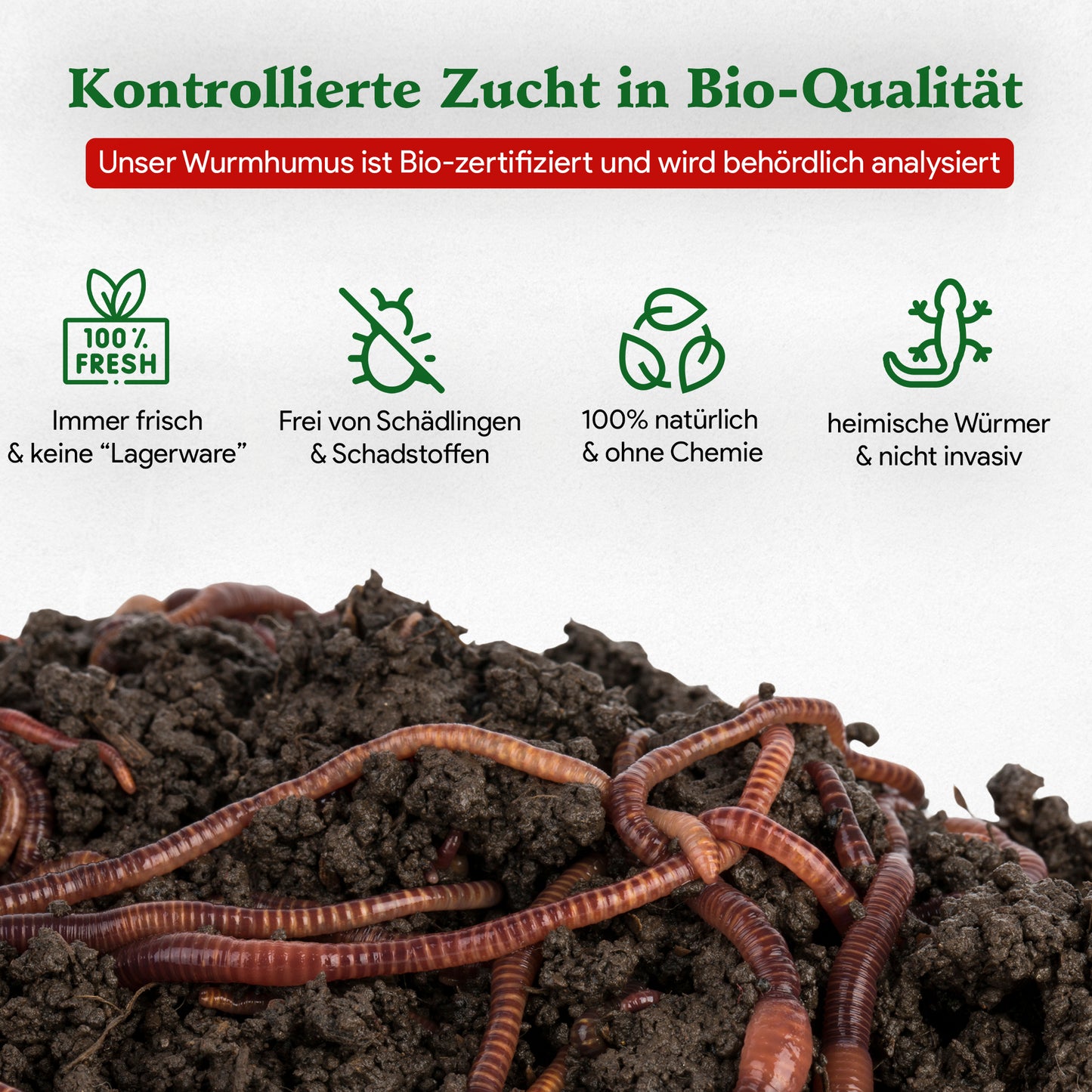 Kompostwürmer - Eisenia Mix