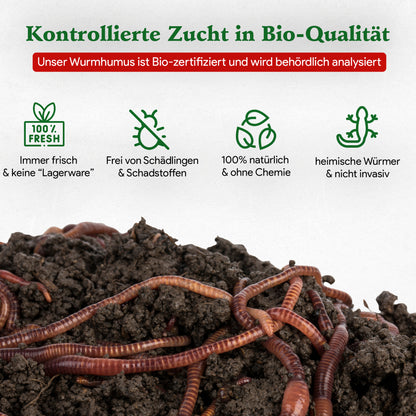 Kompostwürmer - Eisenia Mix