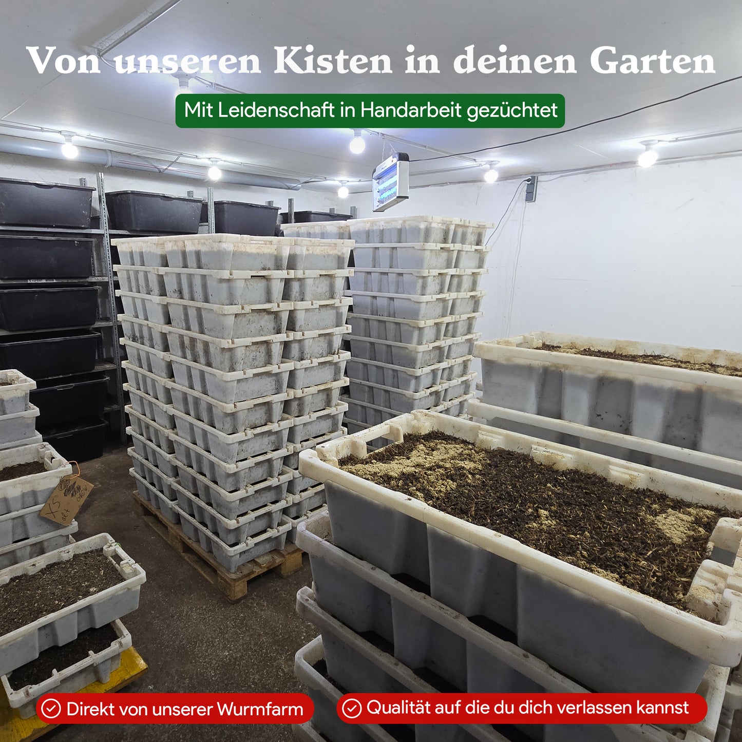 Kompostwürmer - Eisenia Mix