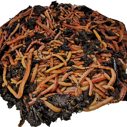 Futterwürmer - Dendrobena (mit Größen - Auswahl)