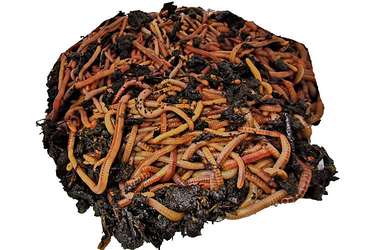 Futterwürmer - Dendrobena (mit Größen - Auswahl)