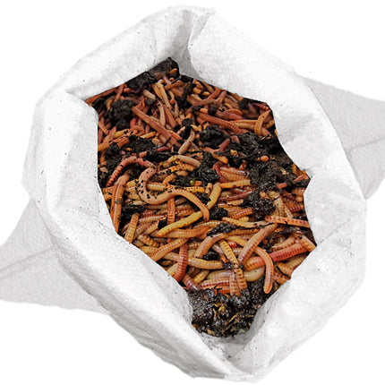 Kompostwürmer - Eisenia Mix