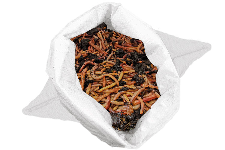 Futterwürmer - Dendrobena (mit Größen - Auswahl)
