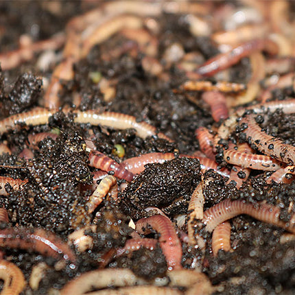 Gartenwürmer - Eisenia Mix