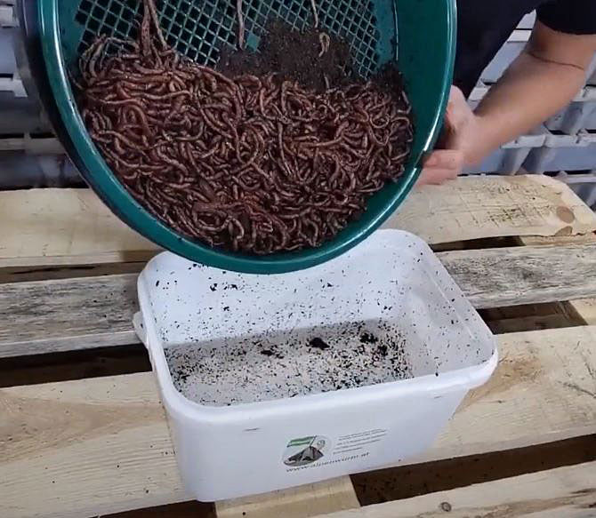 Wurmbox, Hälter-Eimer Einsteigerpaket (Bundle)
