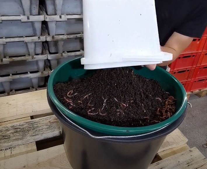 Wurmbox, Hälter-Eimer Einsteigerpaket (Bundle)