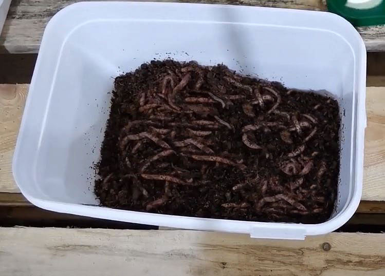 Wurmbox, Hälter-Eimer Einsteigerpaket (Bundle)